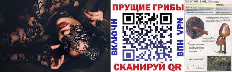Галлюциногенные грибы Psilocybine cubensis  купить   Короча 
